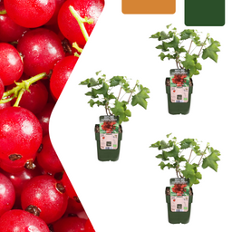 Premium basics 3 x Biologische Kruisbessenplanten - Ø 13 cm - ↨ 20 cm (48369)