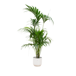 Combi deal - Kentia palm inclusief elho Vibes Fold Round wit Ø30 - 180 cm (8721055697862)