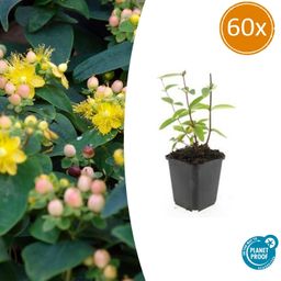 Garden basics 60x Hypericum inodorum 'Annebel' - ↕10-25cm - Ø9cm (47840)