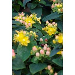Garden basics 60x Hypericum inodorum 'Annebel' - ↕10-25cm - Ø9cm (47840)