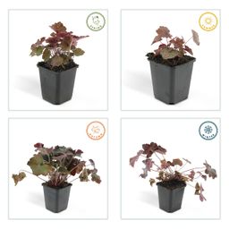 Garden basics 60x Heuchera mic. 'Palace Purple' - ↕10-25cm - Ø9cm (46938)