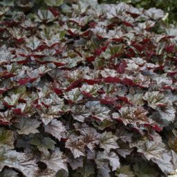 Garden basics 60x Heuchera mic. 'Palace Purple' - ↕10-25cm - Ø9cm (46938)