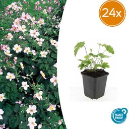 Garden basics 24x Anemone tom. 'Robustissima' - ↕10-25cm - Ø9cm (50366)