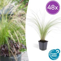 Garden basics 48x Stipa tenuissima 'Ponytails' - ↕10-25cm - Ø9cm (50345)
