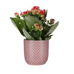 Mother's Day - Kalanchoe Rosalina Don Justino Rood + Pot relief roze (49375)