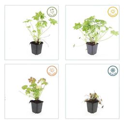 Garden basics 12x Geranium macrorrhizum - ↕10-25cm - Ø9cm (47798)