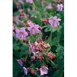 Garden basics 12x Geranium macrorrhizum - ↕10-25cm - Ø9cm (47798)