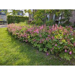 Garden basics 12x Geranium macrorrhizum - ↕10-25cm - Ø9cm (47798)