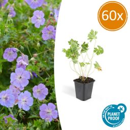 Garden basics 60x Geranium Rozanne - ↕10-25cm - Ø9cm (46923)