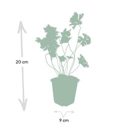 Garden basics 60x Geranium Rozanne - ↕10-25cm - Ø9cm (46923)