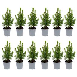 12x Mini-kerstboom - ↑15-20 cm - Ø 6 cm Picea Glauca Perfecta (8720872025384)