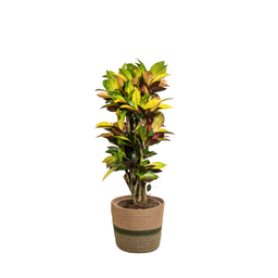Codiaeum 'Croton' Iceton met mand (48774)