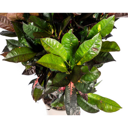 Codiaeum 'Croton' Iceton met mand (48774)