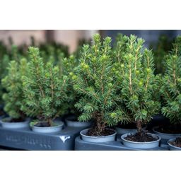 12x Mini-kerstboom - ↑15-20 cm - Ø 6 cm Picea Glauca Perfecta (8720872025384)