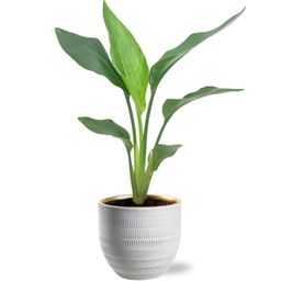 Strelitzia Reginea - Beau Pot D14x13cm - Wit (40159)