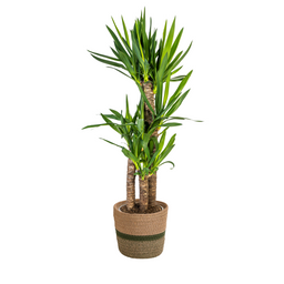 Yucca Elephantipes met mand Ø21cm - ↕90 (48782)