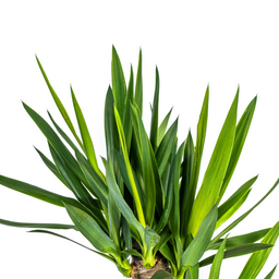 Yucca Elephantipes met mand Ø21cm - ↕90 (48782)