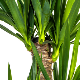 Yucca Elephantipes met mand Ø21cm - ↕90 (48782)