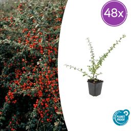 Garden basics 48x Cotoneaster suec. 'Coral Beauty' - ↕10-25cm - Ø9cm (50301)