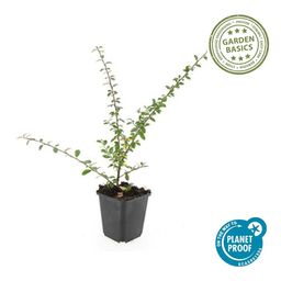 Garden basics 48x Cotoneaster suec. 'Coral Beauty' - ↕10-25cm - Ø9cm (50301)