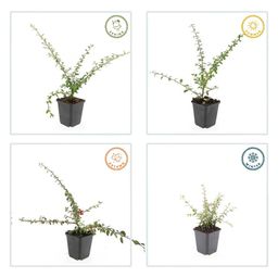 Garden basics 48x Cotoneaster suec. 'Coral Beauty' - ↕10-25cm - Ø9cm (50301)