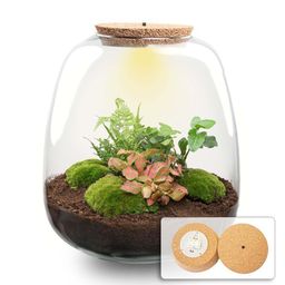 Planten terrarium - Emma - DIY kit - Ø 23 cm - Hedera Red (53760)