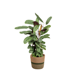 Calathea Oppenheimiana met mand Ø24cm - ↕80 (48793)