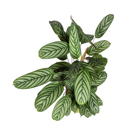 Calathea Oppenheimiana met mand Ø24cm - ↕80 (48793)