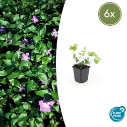 Garden basics 6x Vinca major - ↕10-25cm - Ø9cm (47940)