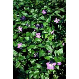 Garden basics 6x Vinca major - ↕10-25cm - Ø9cm (47940)
