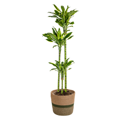 Dracaena Fragrans Golden Coast met mand Ø24cm - ↕130 (48770)