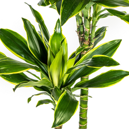 Dracaena Fragrans Golden Coast met mand Ø24cm - ↕130 (48770)