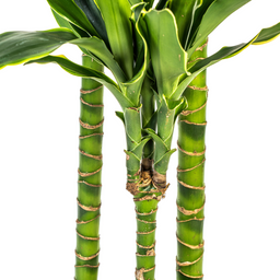 Dracaena Fragrans Golden Coast met mand Ø24cm - ↕130 (48770)
