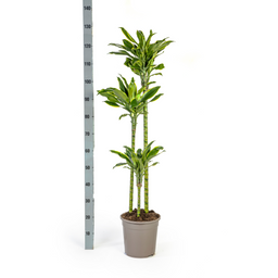 Dracaena Fragrans Golden Coast met mand Ø24cm - ↕130 (48770)