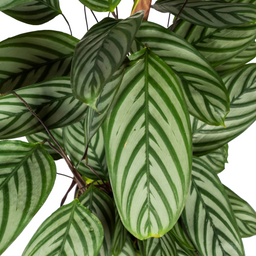 Calathea Oppenheimiana met mand Ø24cm - ↕80 (48793)
