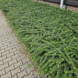 Garden basics 6x Lonicera nit. 'Maigrün' - ↕10-25cm - Ø9cm (46949)