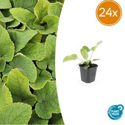 Garden basics 24x Phlomis russeliana - ↕10-25cm - Ø9cm (50523)