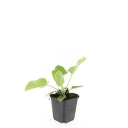 Garden basics 24x Phlomis russeliana - ↕10-25cm - Ø9cm (50523)