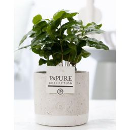 Coffea Arabica In P&PURE Jade Ceramics (53333)