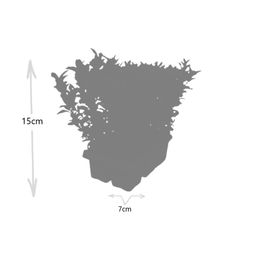 Premium basics 2 x 6 pack Euonymus 'Green Spire' - Ø 7 cm - ↨ 15 cm (48281)