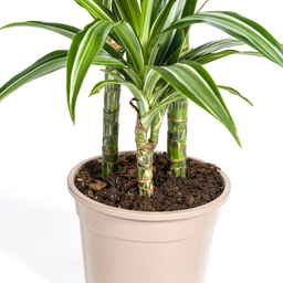 Dracaena Deremensis White Stripe met mand Ø21cm - ↕90 (48768)