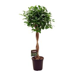 Ficus Micr. Moclame (11915)