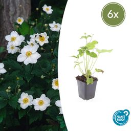 Garden basics 6x Anemone hyb. 'Honorine Jobert' - ↕10-25cm - Ø9cm (47579)