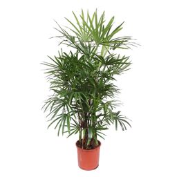 Rhapis Excelsa - 190 cm - ø34 (8721055691396)