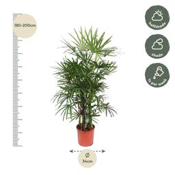 Rhapis Excelsa - 190 cm - ø34 (8721055691396)