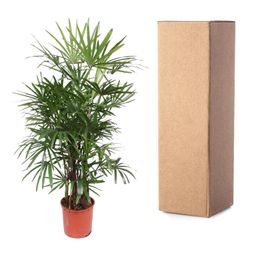 Rhapis Excelsa - 190 cm - ø34 (8721055691396)