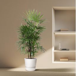 Rhapis Excelsa - 190 cm - ø34 (8721055691396)
