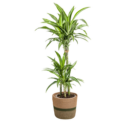 Dracaena Deremensis White Stripe met mand Ø21cm - ↕90 (48768)