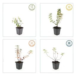 Garden basics 6x Hypericum dummeri 'Peter Dummer' - ↕10-25cm - Ø9cm (47826)