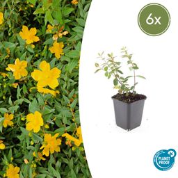 Garden basics 6x Hypericum dummeri 'Peter Dummer' - ↕10-25cm - Ø9cm (47826)